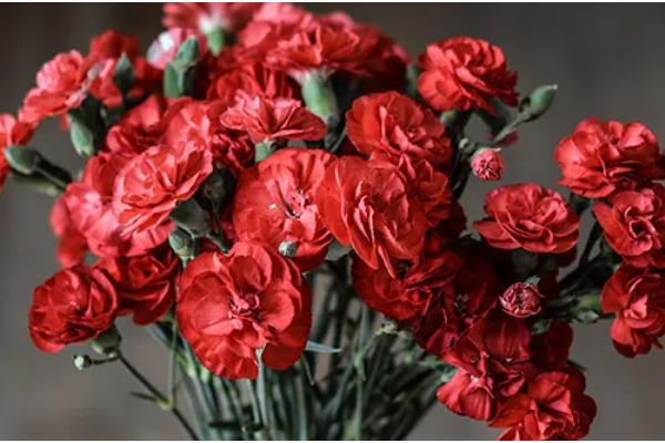 康乃馨的颜色寓意，红色寓意崇拜、赞赏、热情等