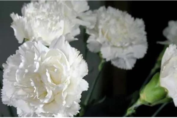 康乃馨的颜色寓意，红色寓意崇拜、赞赏、热情等