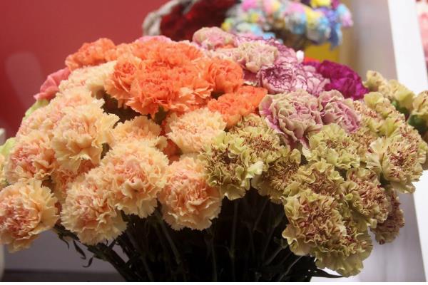 康乃馨的颜色寓意，红色寓意崇拜、赞赏、热情等