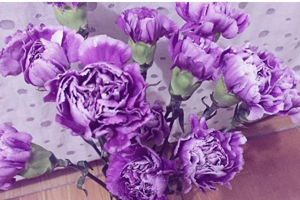 康乃馨的颜色寓意，红色寓意崇拜、赞赏、热情等