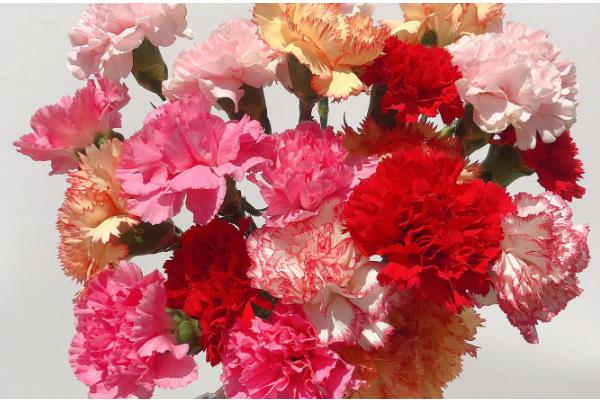 康乃馨的颜色寓意，红色寓意崇拜、赞赏、热情等