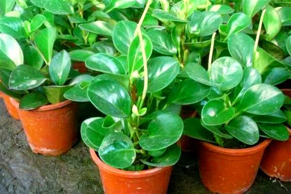 豆瓣绿有没有毒，属于无毒植物