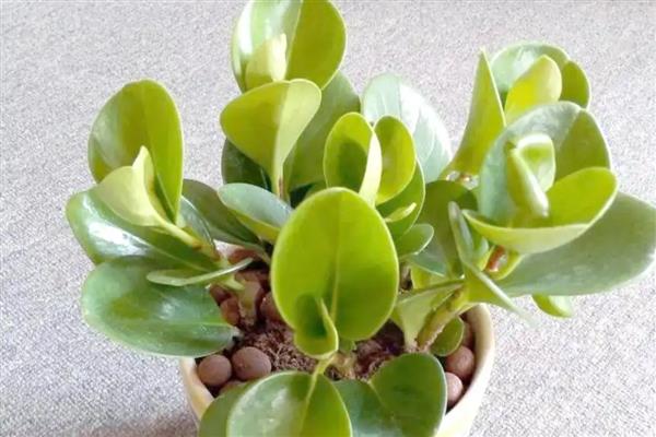 豆瓣绿有没有毒，属于无毒植物