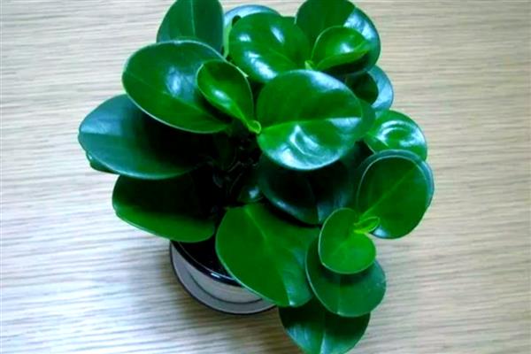 豆瓣绿有没有毒，属于无毒植物