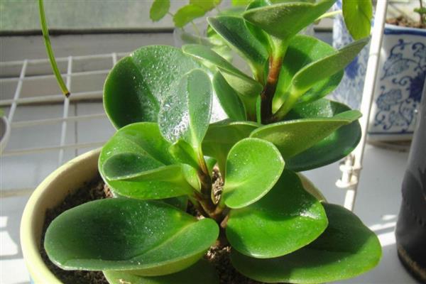 豆瓣绿有没有毒，属于无毒植物