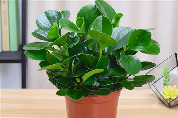 豆瓣绿有没有毒，属于无毒植物