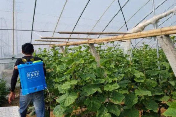 百菌清有什么作用，可以防治瓜类霜霉病、白粉病等病害