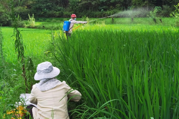 百菌清有什么作用，可以防治瓜类霜霉病、白粉病等病害