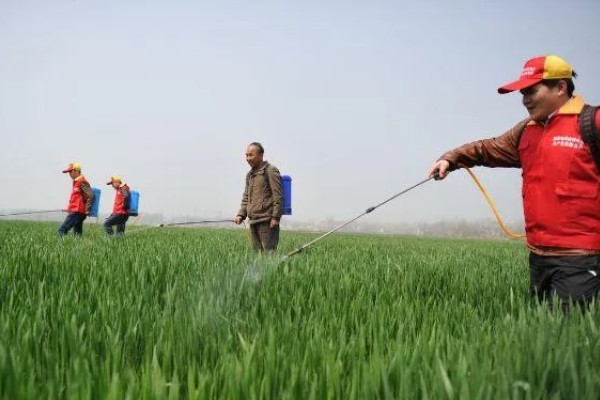 百菌清有什么作用，可以防治瓜类霜霉病、白粉病等病害