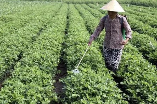 百菌清有什么作用，可以防治瓜类霜霉病、白粉病等病害