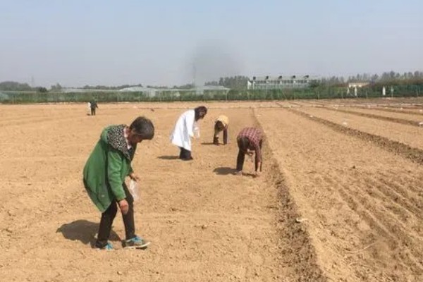 扁豆何时种植，在5月份种植可促进生长