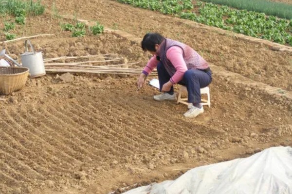 扁豆何时种植，在5月份种植可促进生长