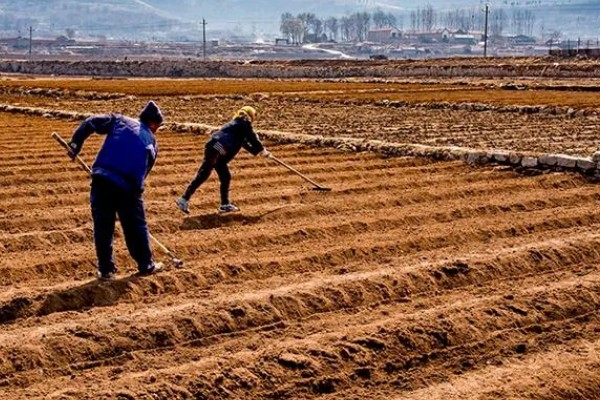 扁豆何时种植，在5月份种植可促进生长