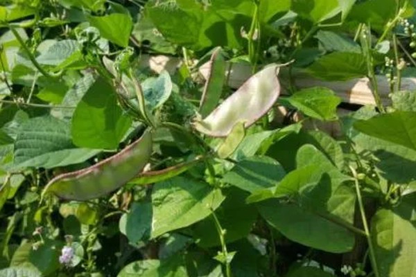 扁豆何时种植，在5月份种植可促进生长