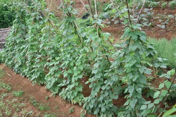 扁豆何时种植，在5月份种植可促进生长