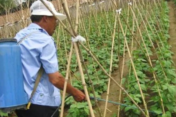 扁豆何时种植，在5月份种植可促进生长