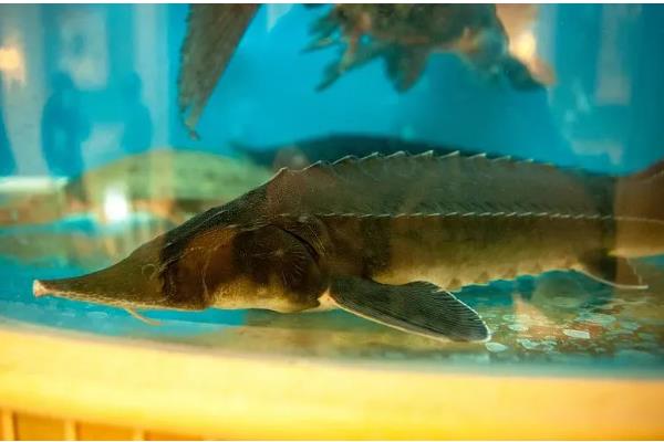 养殖中华鲟鱼一条几斤,多为4斤左右一条