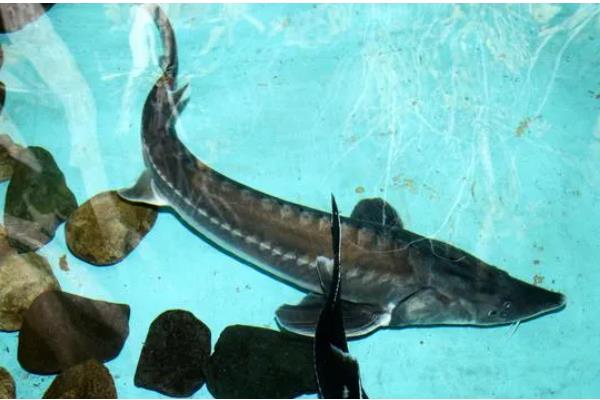 养殖中华鲟鱼一条几斤,多为4斤左右一条