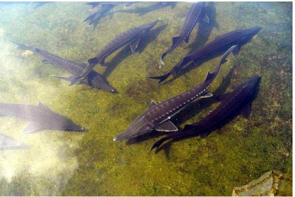 养殖中华鲟鱼一条几斤,多为4斤左右一条