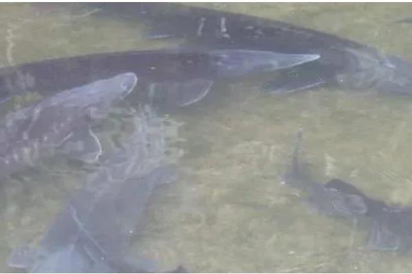 养殖中华鲟鱼一条几斤,多为4斤左右一条