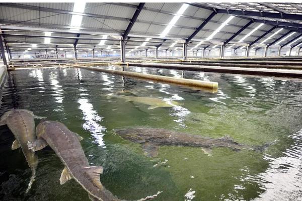 养殖中华鲟鱼一条几斤,多为4斤左右一条