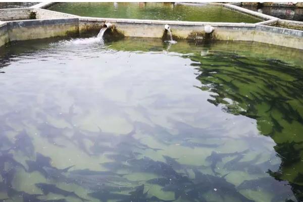 养殖中华鲟鱼一条几斤,多为4斤左右一条