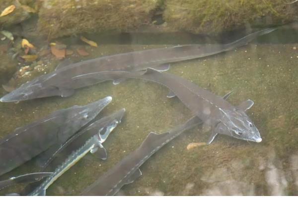 养殖中华鲟鱼一条几斤,多为4斤左右一条