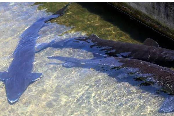 养殖中华鲟鱼一条几斤,多为4斤左右一条