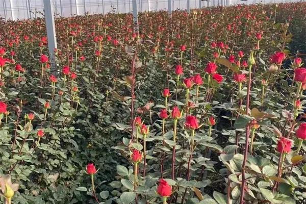 52朵玫瑰的花语，寓意我爱你、浪漫等