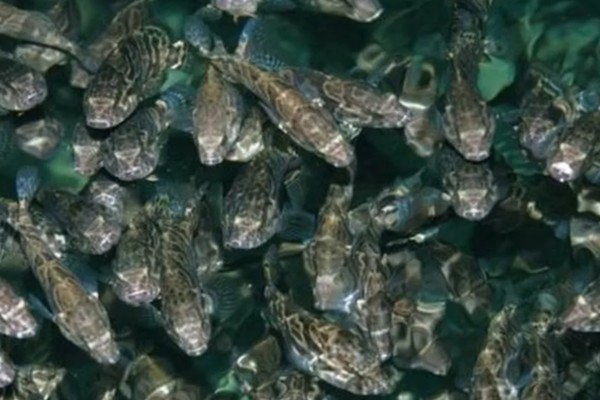 石斑鱼的生活习性，多栖息于热带及温带海洋