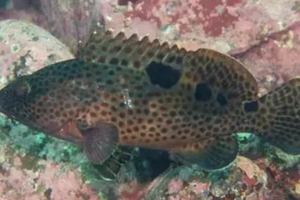 石斑鱼的生活习性，多栖息于热带及温带海洋