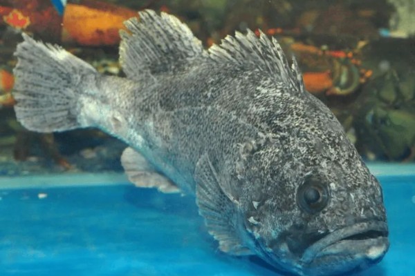 石斑鱼的生活习性，多栖息于热带及温带海洋