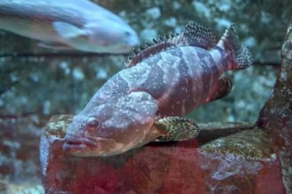 石斑鱼的生活习性，多栖息于热带及温带海洋