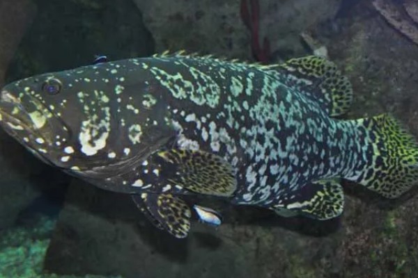 石斑鱼的生活习性，多栖息于热带及温带海洋