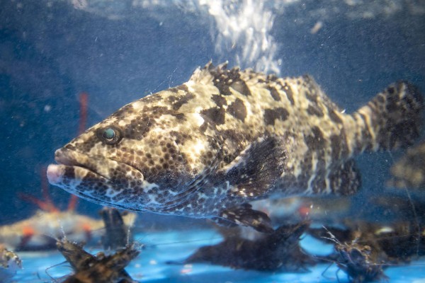 石斑鱼的生活习性，多栖息于热带及温带海洋