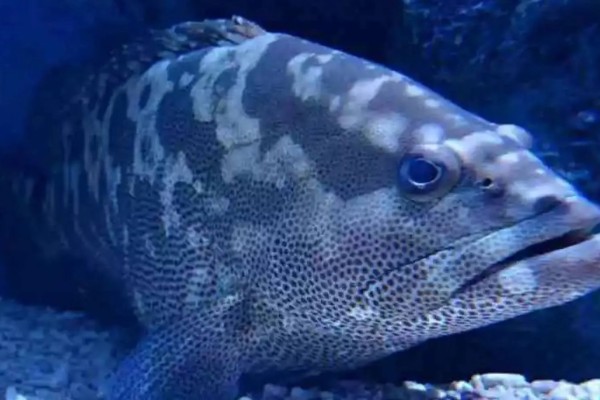 石斑鱼的生活习性，多栖息于热带及温带海洋