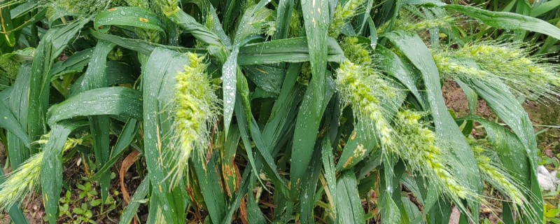 福高1号小麦种的品种介绍,株高为75厘米左右