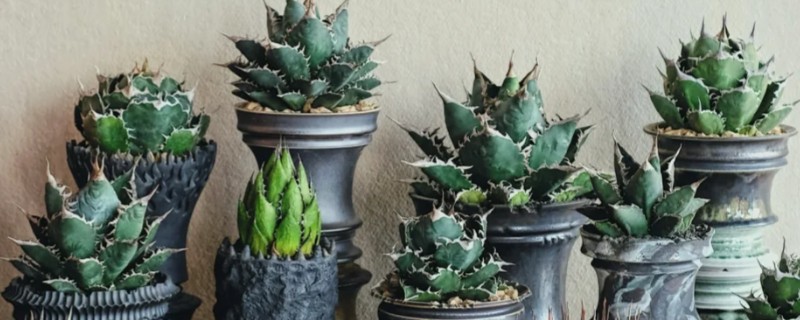 龙舌兰的分盆方法，将小苗从母株上面分离下来再重栽