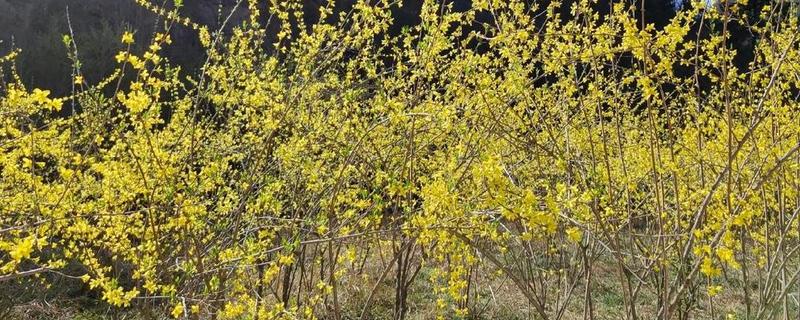 连翘树怎样修剪，修剪掉一些过于瘦弱的枝条