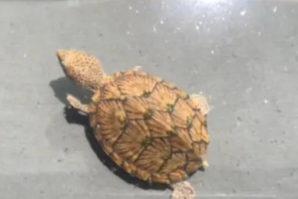 剃刀龟是不是水龟,属于纯水龟
