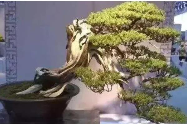 临水式盆景的制作要点，选择比较深的圆形盆或六角形盆