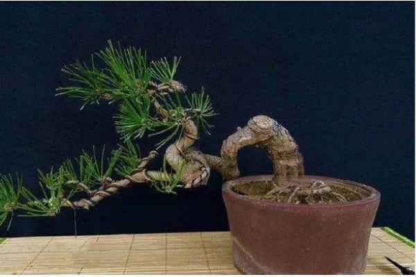 临水式盆景的制作要点，选择比较深的圆形盆或六角形盆