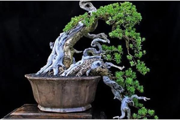 临水式盆景的制作要点，选择比较深的圆形盆或六角形盆