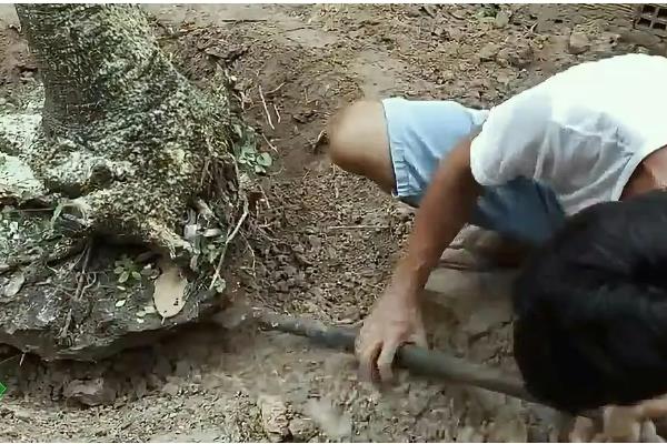 临水式盆景的制作要点，选择比较深的圆形盆或六角形盆