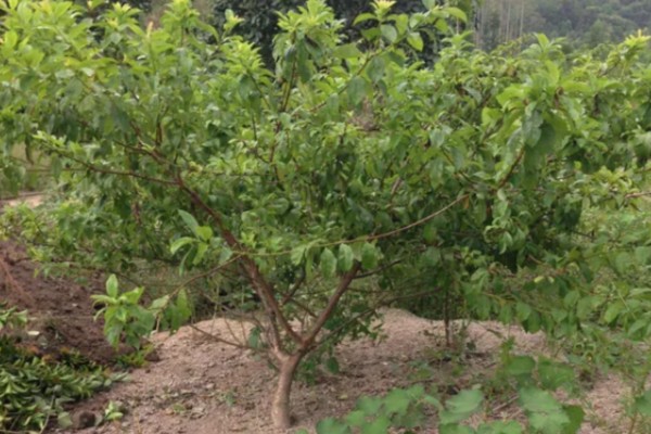 李子树的寓意是什么，寓意逃离