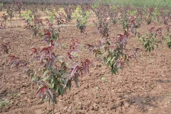 李子树的寓意是什么，寓意逃离