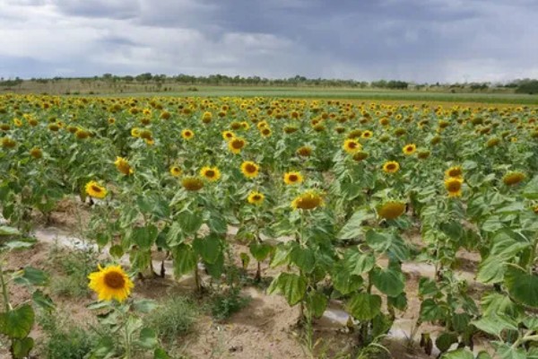 向日葵的变化有哪些，根据太阳移动整花盘和叶子的朝向