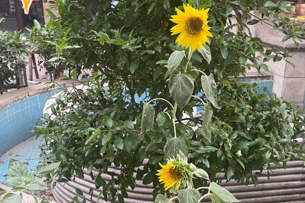 向日葵的变化有哪些，根据太阳移动整花盘和叶子的朝向