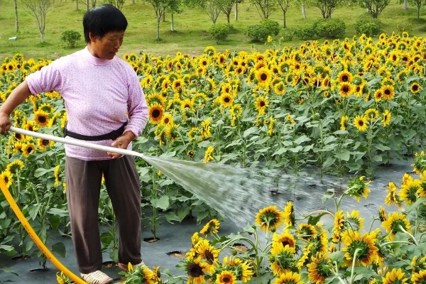 向日葵的变化有哪些，根据太阳移动整花盘和叶子的朝向