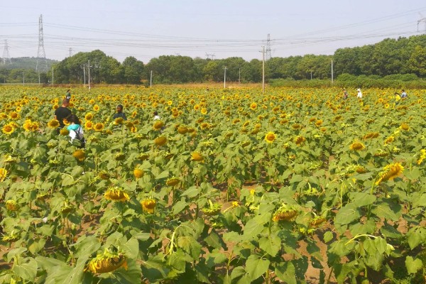向日葵的变化有哪些，根据太阳移动整花盘和叶子的朝向
